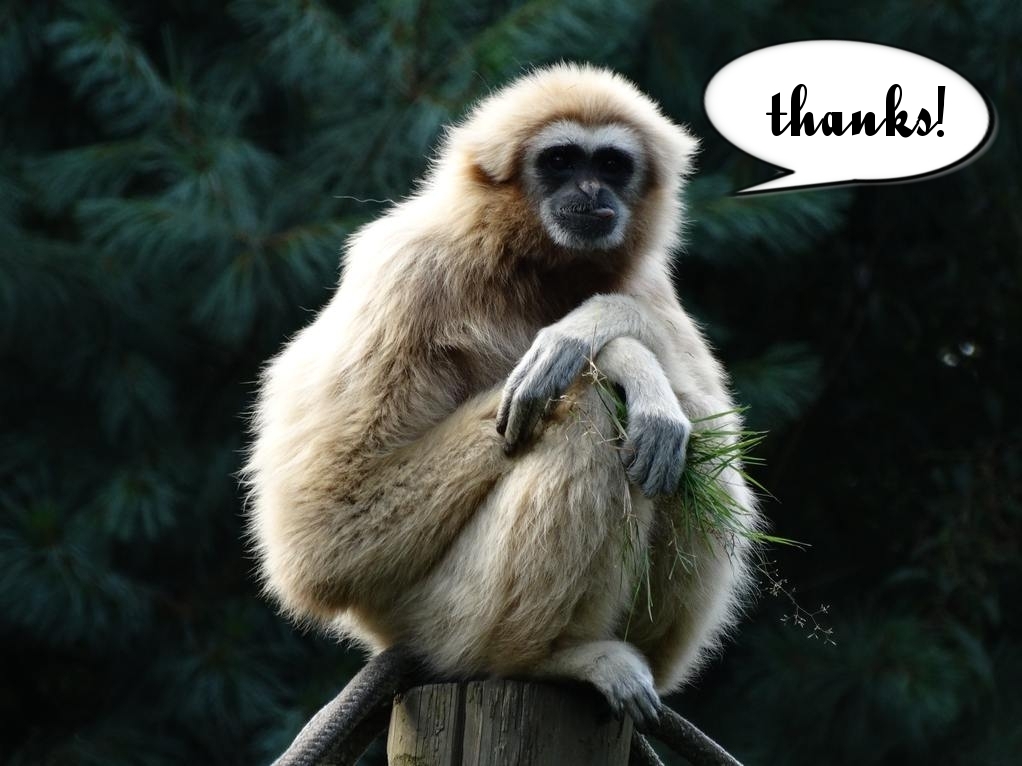 A gibbon saying thanks.